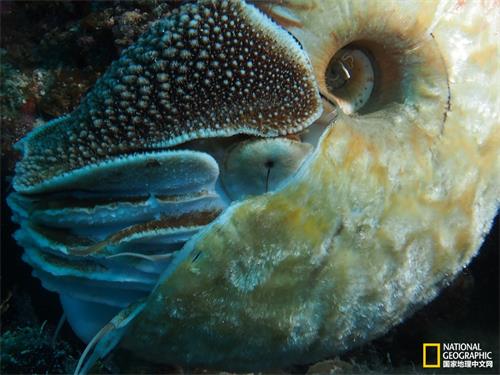 这张特写照片显示出了异鹦鹉螺毛绒绒的外观、壳上清晰的螺纹和细如针孔的眼睛，纤细而灵活的触手从较为坚固的触手鞘中伸展出来，其他鹦鹉螺目的动物也是如此。