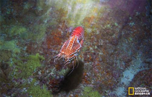 从浅水区上方可以看到珍珠鹦鹉螺外壳上的鲜红颜色。 摄影：Peter Ward