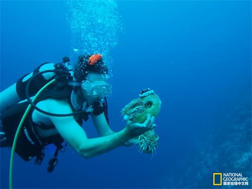 Gregory Barord将两只背壳上装有超声波发射器的异鹦鹉螺放归大海。 摄影：Peter Ward