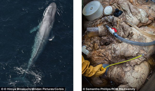 蓝鲸心脏首次曝光 系世界最大哺乳动物