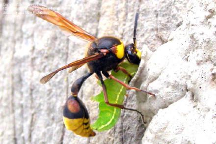 寄生蜂：刻绒茧蜂和瓢虫茧蜂能寄生和控制宿主保护自己