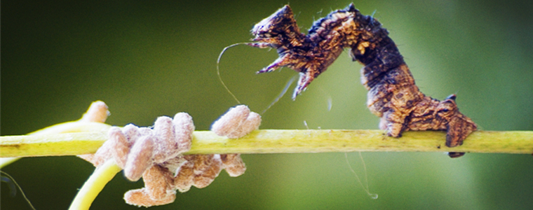 寄生蜂：刻绒茧蜂和瓢虫茧蜂能寄生和控制宿主保护自己