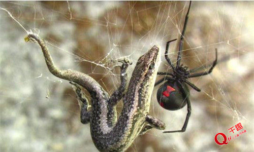 世界最毒5种蜘蛛，被咬伤口触目惊心