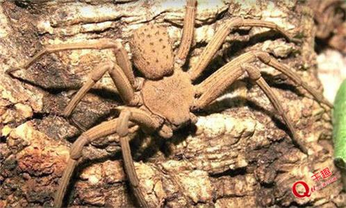 世界最毒5种蜘蛛，被咬伤口触目惊心
