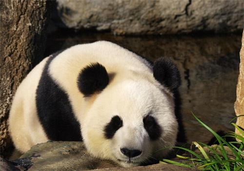 棕色大熊猫变色之谜