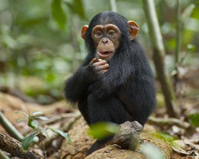 猩猩、黑猩猩和大猩猩的区别和不同