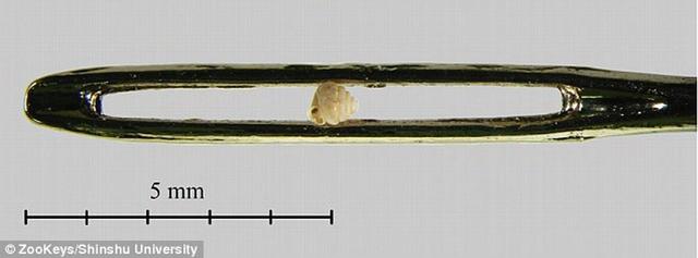 中国广西发现最小陆地蜗牛 外壳仅0.86毫米 比针眼还小