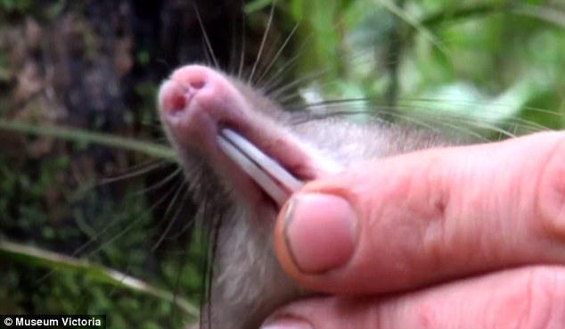 印尼偏远高山丛林发现新物种：猪鼻鼠