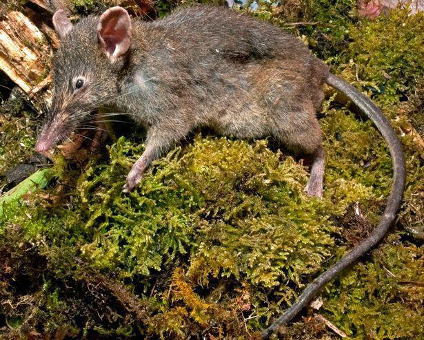 印尼偏远高山丛林发现新物种：猪鼻鼠