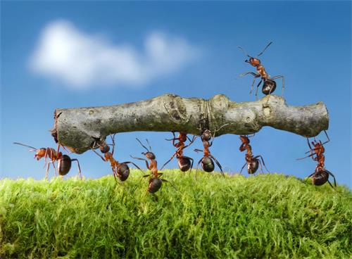 陆地昆虫之王—蚂蚁