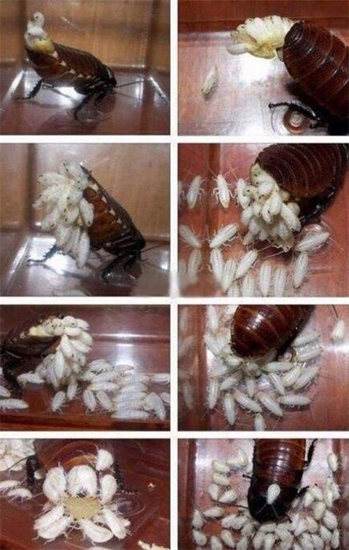 蟑螂的繁殖过程
