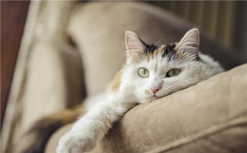 猫爪热有哪些症状？免疫力低下猫咪舔下会失明？