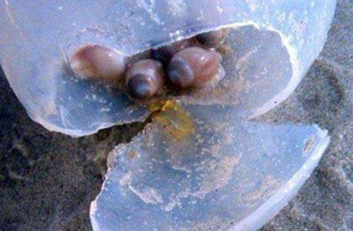 巴西涡螺的卵鞘，像极了外星生物下的蛋