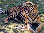 虎的舌头