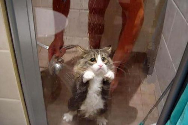 猫为什么怕水？
