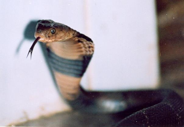 蛇的舌头