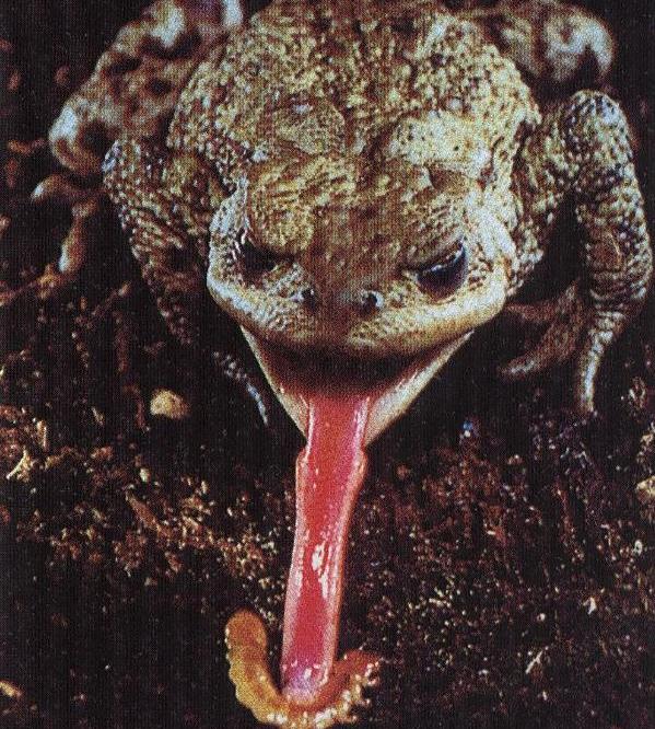青蛙的舌头