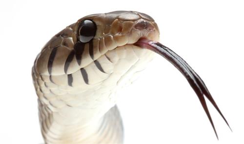 图为中美洲的靛青蛇，它通过伸缩舌头来捕获气味分子。