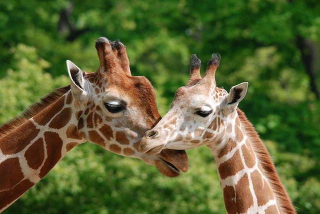 科学家发现长颈鹿如何发生性行为