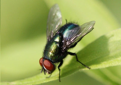 苍蝇的唇瓣（可认为是它的唇）和跗节（相当于脚）上都有很多化学感应毛。