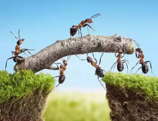 团结的蚂蚁