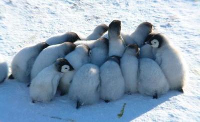 帝企鹅抱团取暖