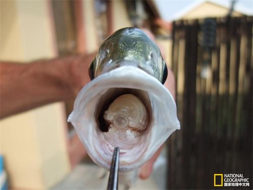 这条大斑鲳参鱼的舌头被一只雌性的附舌水虱吃掉并取代了。