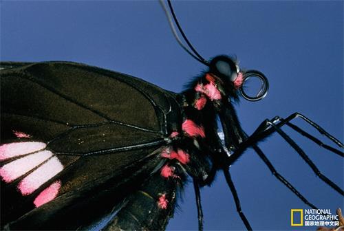 这只凤尾蝶的“舌头”卷曲起来了，实际上它的味觉感受器位于足部。