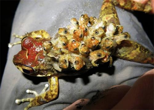 布氏幽蛙的雌蛙会将受精卵黏附在背上，一旦卵成熟，直接孵出小青蛙。