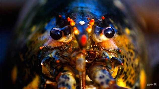 关于龙虾的 10 怪冷知识