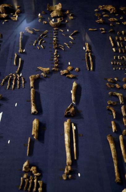 我们的远古祖先：南非境内发现一种新的古人类纳勒迪人