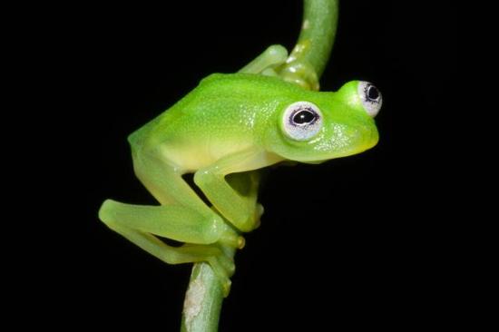 中美洲哥斯达黎加地区：真实版“小青蛙柯密特”
