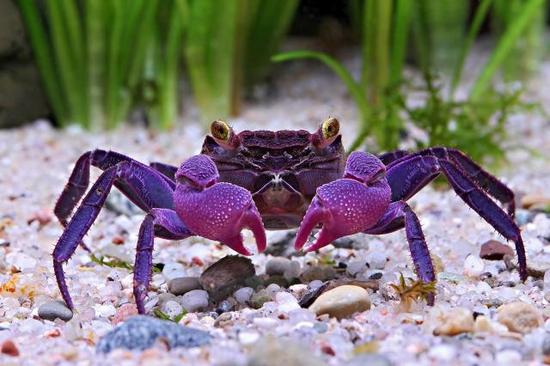 印尼爪哇岛海域：“吸血鬼”螃蟹
