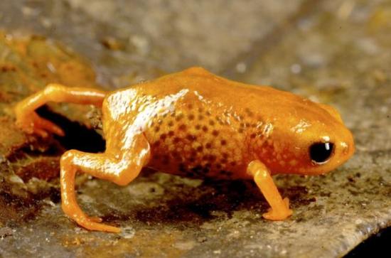秘鲁安第斯山区：指甲盖那么大的南美蛙类