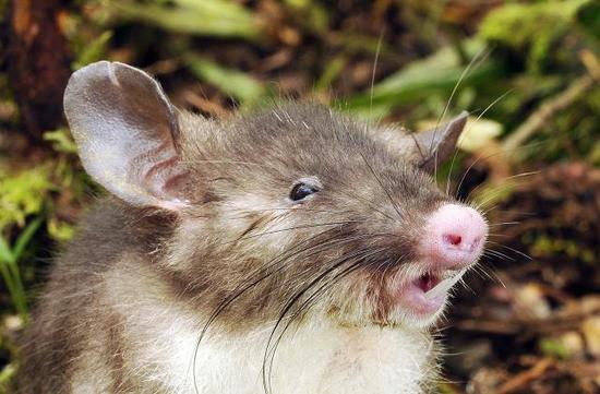 印尼苏拉威西岛，长着“猪鼻子”的老鼠