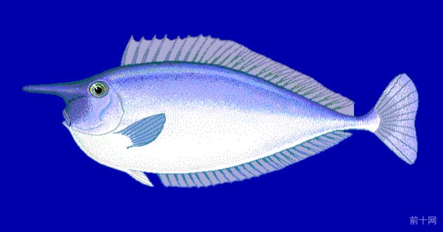 >六棘鼻鱼(Unicornfish)