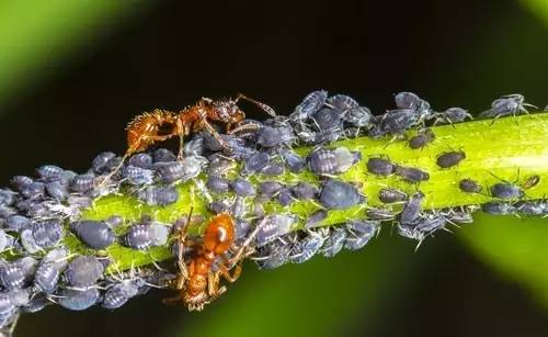 人类已经得知，蚂蚁会蓄养甚至奴役其他物种
