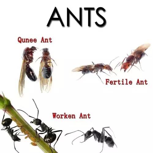 蚂蚁是群居性昆虫，其群体内部有明确分工