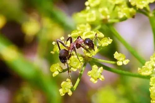 有些蚂蚁与植物存在共生关系