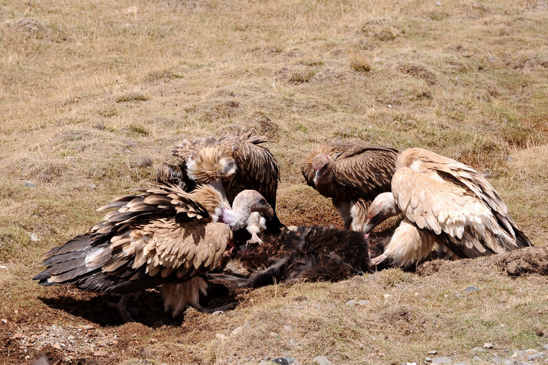 为什么秃鹫吃腐肉不会食物中毒？