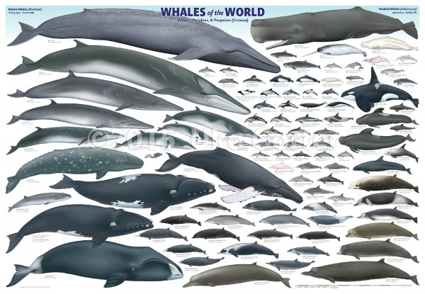 世界鲸类名录大全