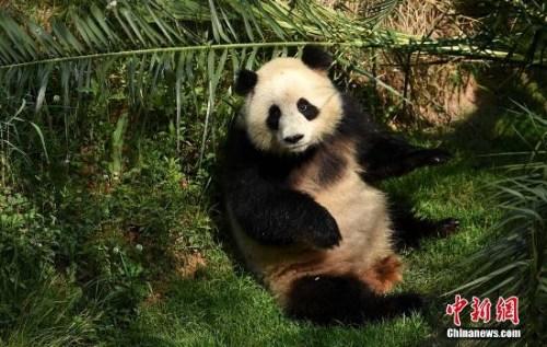 中国国兽：大熊猫，友好使者，没正式成“国兽”。