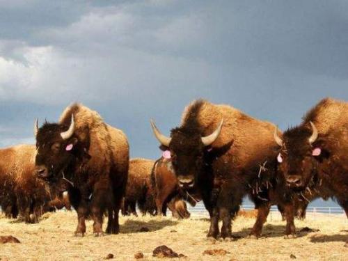 美国国兽：北美野牛，身躯庞大奔跑快速。