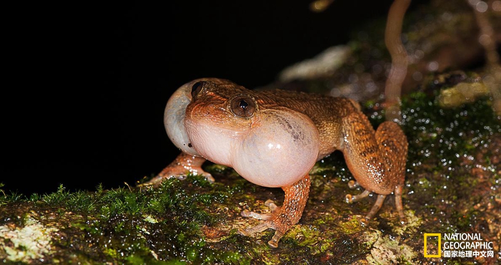 一只雄性孟买夜蛙在树干上鸣叫。与大多数青蛙不同，雌性孟买夜蛙也会发出交配声。