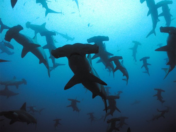 双髻鲨是如何交配繁殖的