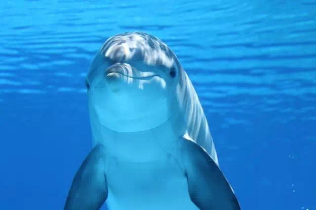 哺乳动物之一的微笑的海豚