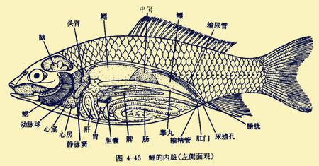 鱼的解剖图是这样滴（网络图）