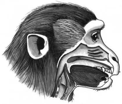 恒河猴尽管拥有和人类一样的发声器官却不会说话，原因在于缺少传递语言信息的脑回路。
