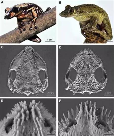 两种毒蛙的照片及其有毒的刺状骨骼投影图
