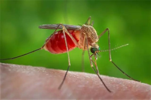 图中是一只雌性致乏库蚊（Culex quinquefasciatus），正是这种蚊子传播了西尼罗病毒